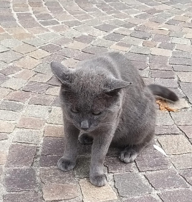 Il gatto Tyson, mascotte di Brivio, non si trova più
