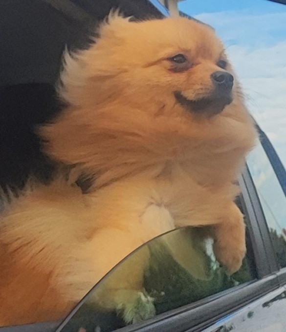 Cucciolo azzannato e ucciso dal cane dei vicini IL VIDEO