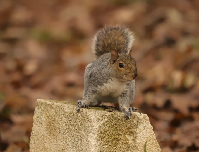 Scoiattolo della Villa Reale muore azzannato da un cane