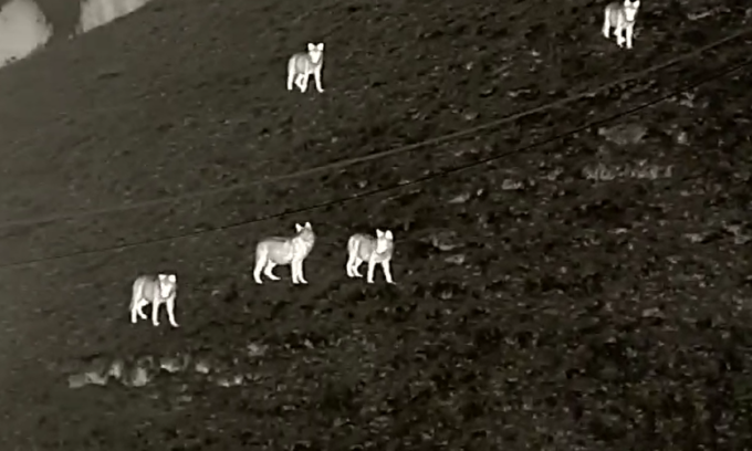 Lupi nel Lecchese, WWF: “L’informazione per contrastare la propaganda”