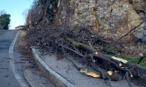 Forte vento, crolla un albero secolare