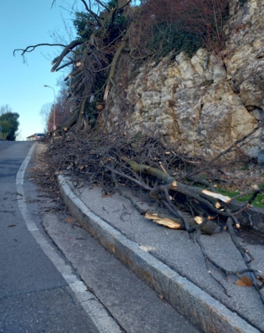 Forte vento, crolla un albero secolare