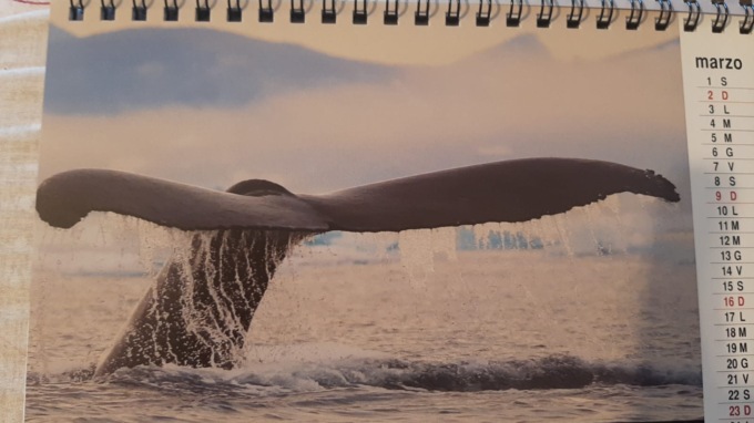 La Groenlandia nelle fotografie del dottor Brivio: le immagini esclusive del nuovo calendario