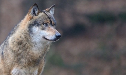 Gestione del lupo, Fiocchi: "Ottime notizie da Strasburgo"