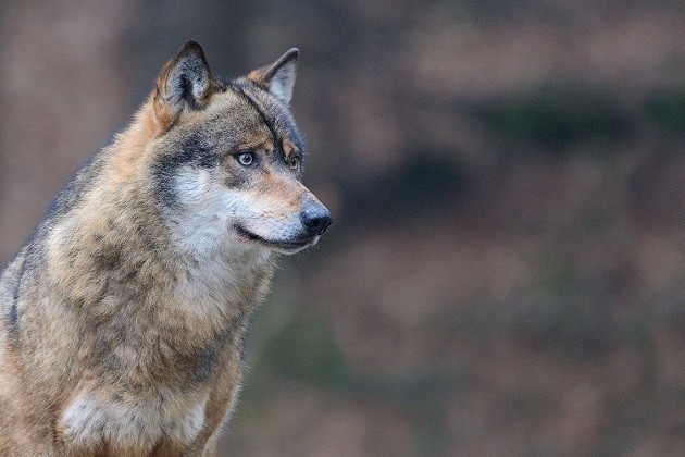 Gestione del lupo, Fiocchi: “Ottime notizie da Strasburgo”