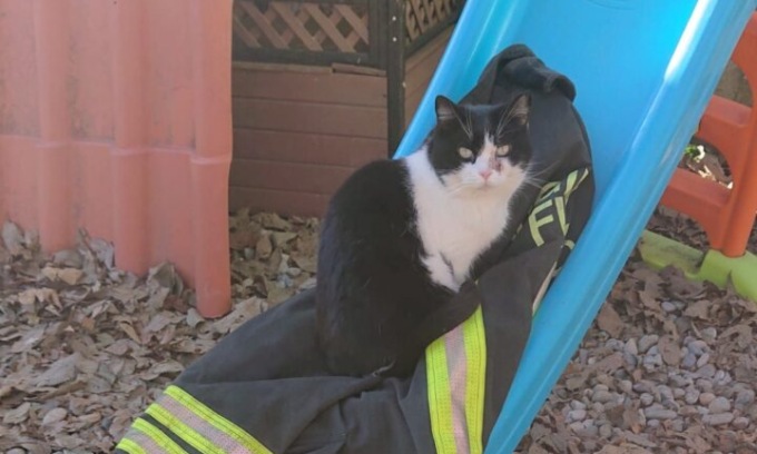 Gattina abbandonata si rifugia su un albero per tre giorni: salvata dai Vigili del fuoco