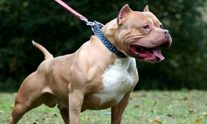 Pitbull aggredisce e uccide un bassotto