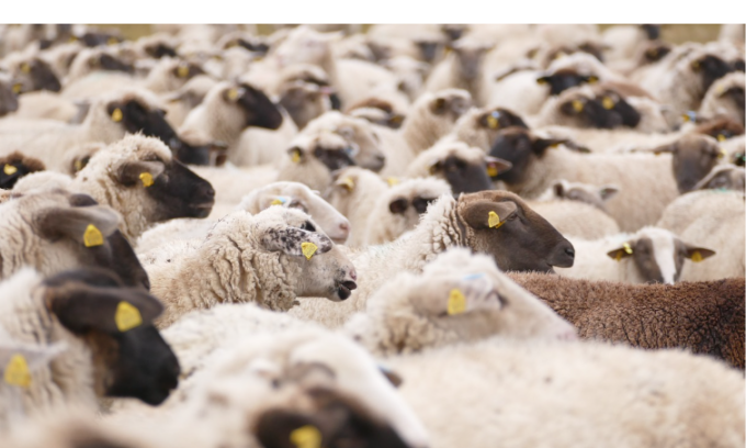 Blue Tongue: Fragomeli chiede chiarimenti sul piano vaccinale