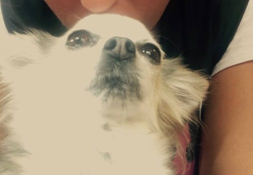 Fu rapita e ritrovata due anni dopo, la dolce cagnolina Cherry è volata via