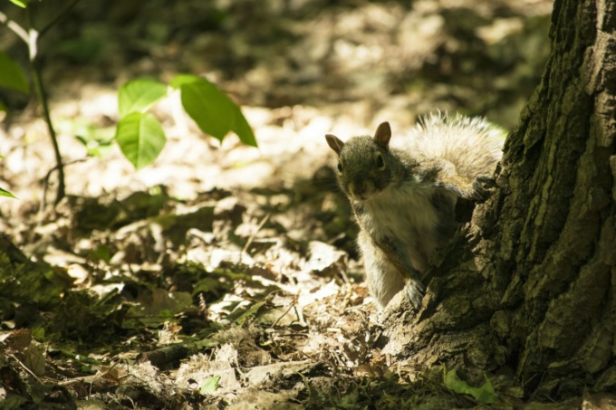 Studio sugli scoiattoli nel Parco del Curone: quello rosso è a rischio