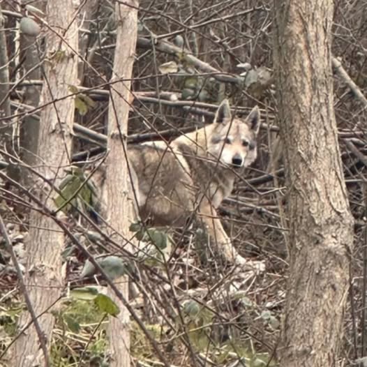 Segnalata la presenza di un lupo, ma si tratta… di un cane