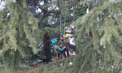 Enaip Monticello: aperte le iscrizioni per i corsi di tree-climbing e fitosanitari