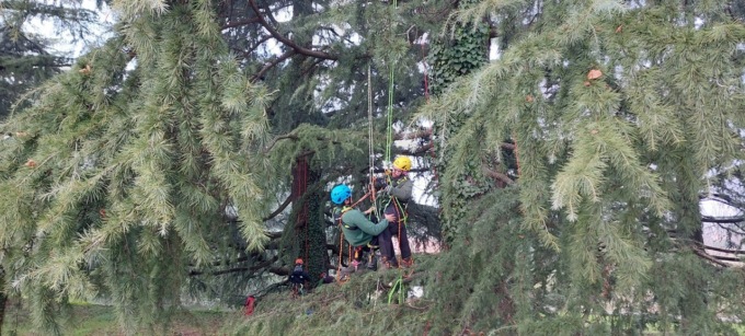 Enaip Monticello: aperte le iscrizioni per i corsi di tree-climbing e fitosanitari
