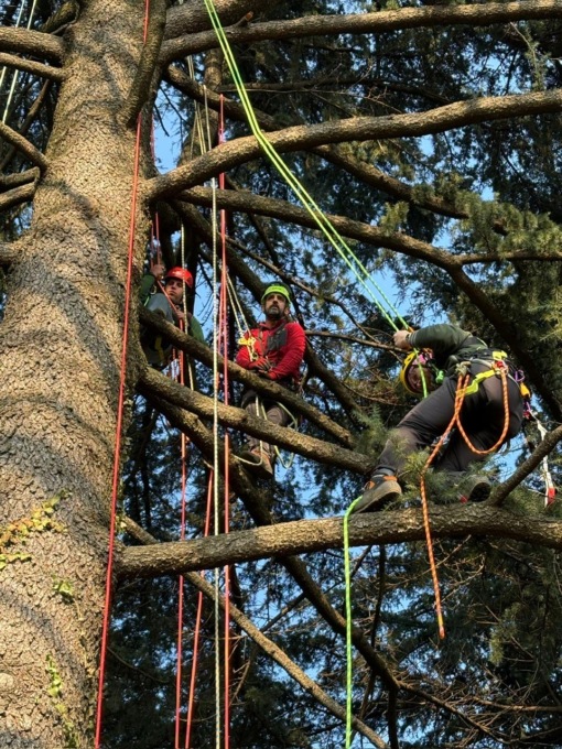 Corsi di tree-climbing in uno splendido parco, aperte le iscrizioni