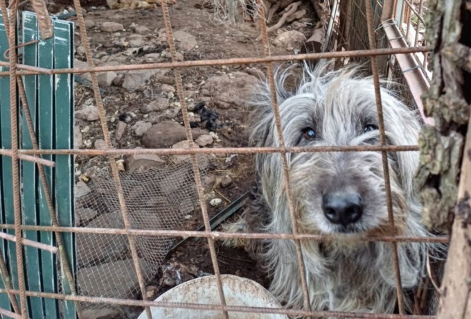 Cani maltrattati, interviene Ats: “Preziosa la collaborazione dei cittadini”