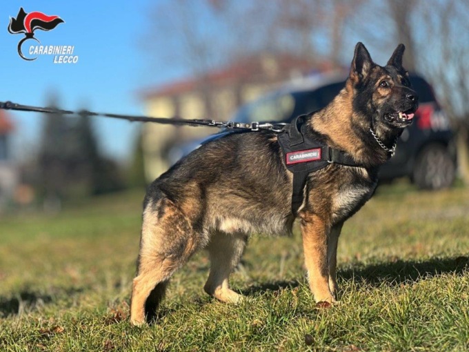 Va in pensione il cane Ocsi, specializzato nel fiutare la droga