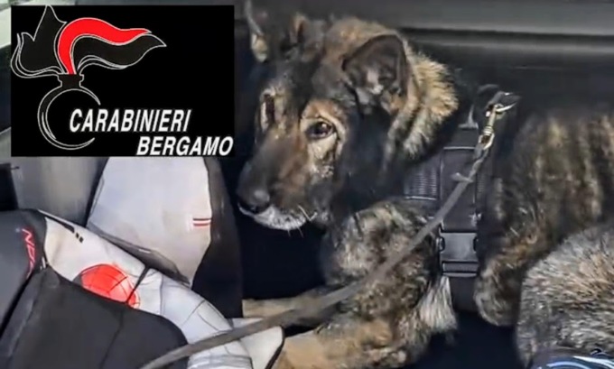 Traffico di droga: sgominata una banda grazie al fiuto delle unità cinofile casatesi