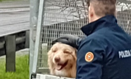 Cane in fuga lungo la Provinciale
