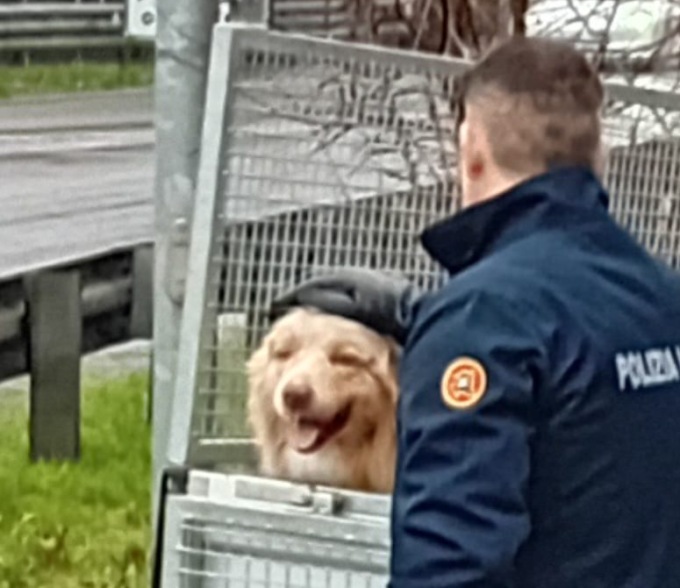 Cane in fuga lungo la Provinciale