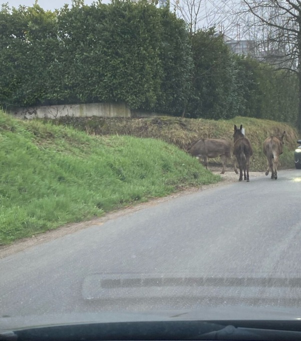 A Valaperta in strada… anche gli asini, LE FOTO