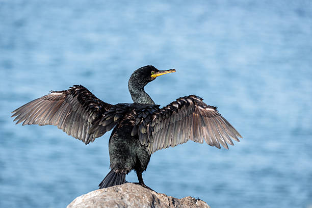 In provincia di Lecco abbattuti 173 cormorani