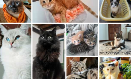 Festa del Gatto 2025, ecco tutte le foto dei nostri lettori