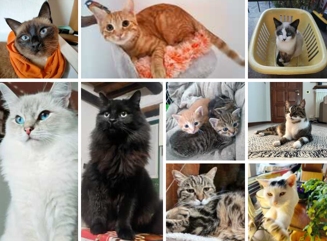 Festa del Gatto 2025, ecco tutte le foto dei nostri lettori