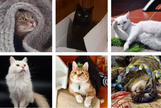 Festa del gatto 2025: mandateci le foto dei vostri amici felini!