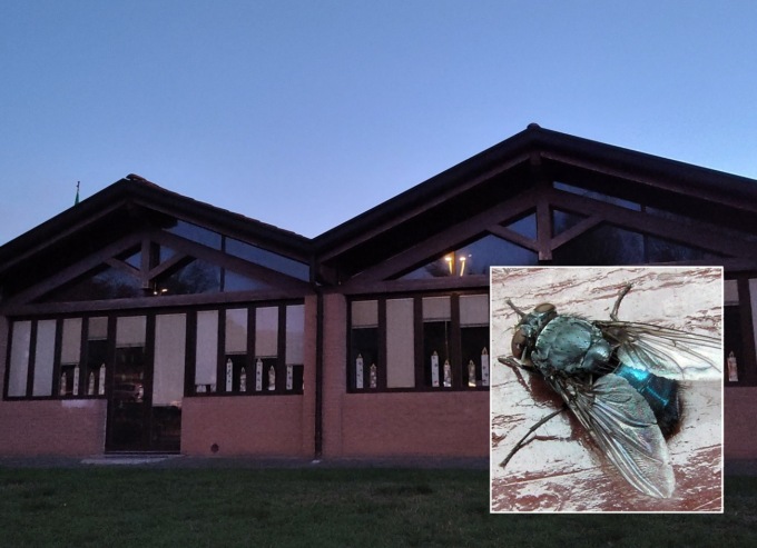 Invasione di mosconi a scuola, eseguita la disinfestazione