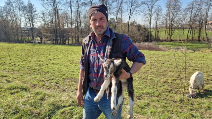 Capretta partorisce vicino alla scuola