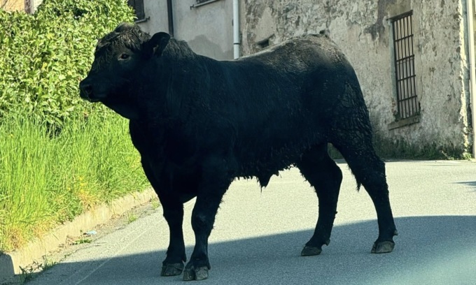 Toro in fuga ferisce una donna