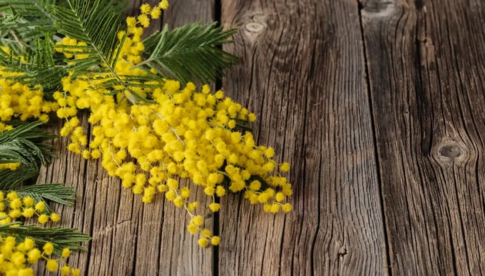 Festa della Donna: tutti gli eventi a Lecco, Merate e dintorni