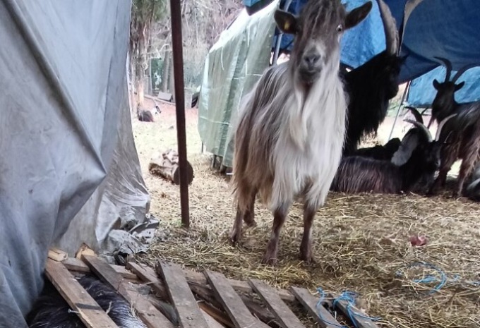 L’allevamento non è a norma: Ats Brianza sequestra 30 animali.