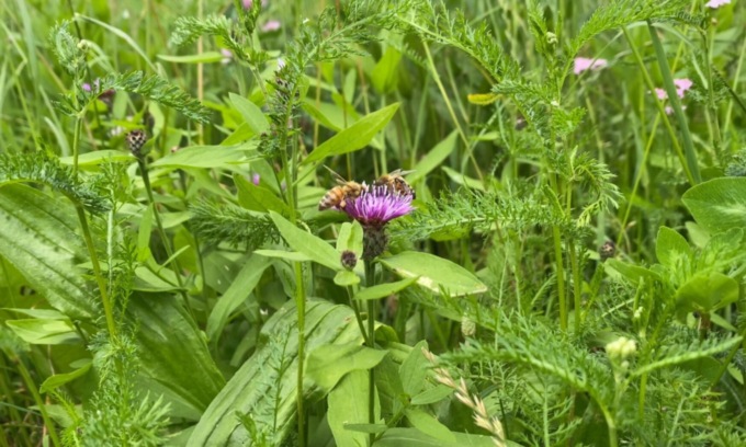 Colture più forti e sostenibili grazie alla biodiversità, una ricchezza per tutti