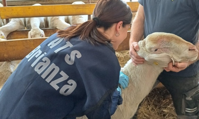 Blue Tongue: partita la vaccinazione