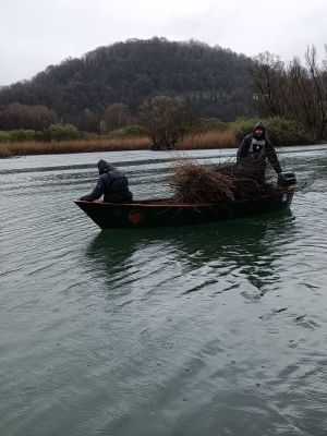Volontari al lavoro sull’Adda per facilitare la riproduzione dei pesci