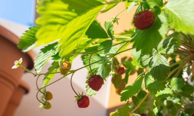 Frutteti domestici? Fragola e lampone possono dare grandi soddisfazioni