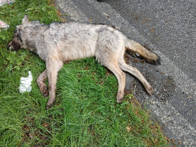 Animale morto lungo la Sp54, forse è un lupo