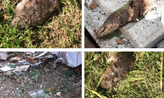 Sporcizia e topi morti fuori da teatro