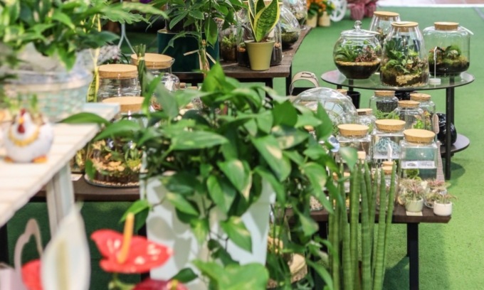 Piante da interno: rendono la casa più bella e più sana