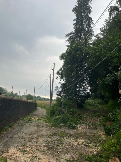 Albero si abbatte sui cavi della corrente a causa del maltempo