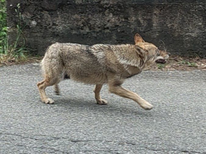 L’Europa riduce il grado di protezione dei lupi