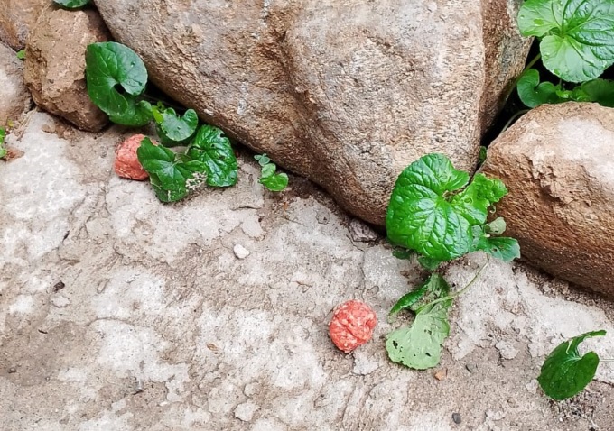 Trova delle polpette killer nel giardino: «Ora ho paura per i miei amati boxer»