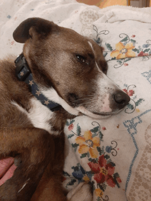 Aiutiamo Pippo a respirare: una raccolta fondi per salvargli la vita