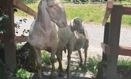 Pecore sconosciute invadono lo Stallazzo, una cerca di rubare un panino
