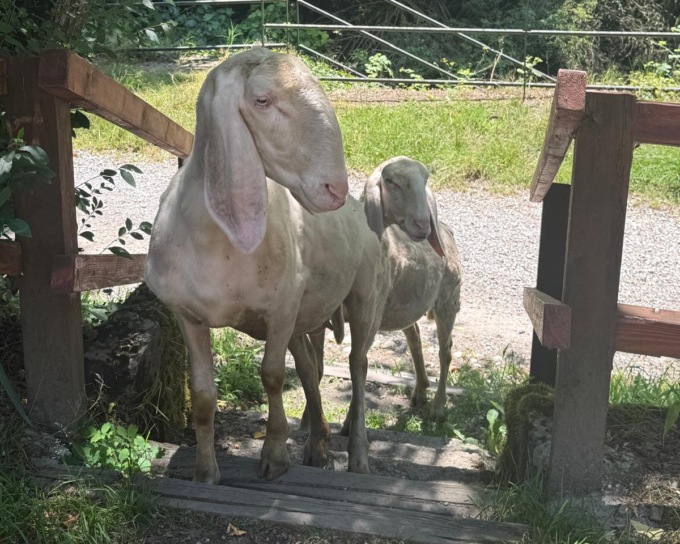 Pecore sconosciute invadono lo Stallazzo, una cerca di rubare un panino