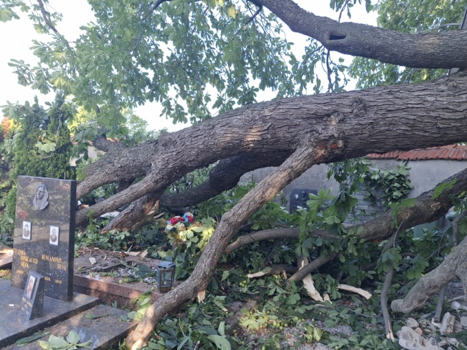Albero si abbatte sul cimitero e danneggia le lapidi