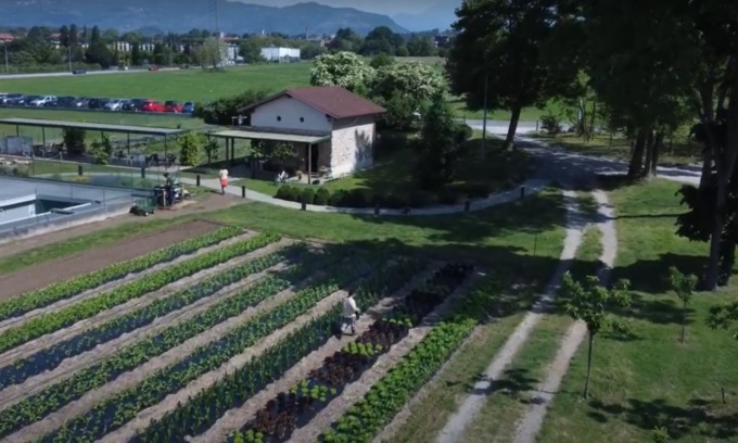 Piante aromatiche, un tocco profumato e colorato in cucina