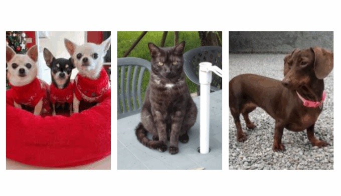 Simpatiche Zampette 2025, iscrivi il tuo amico animale al gioco del Giornale di Merate