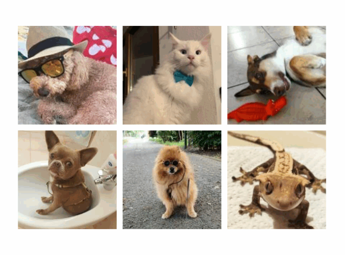 Simpatiche Zampette 2025: iscrivi il tuo animale, ti regaliamo una maglietta!